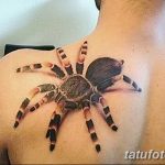 Фото рисунка тату на лопатке 05.11.2018 №363 -tattoo on the shoulder blade - tatufoto.com