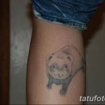 Фото тату хорёк 26.02.2019 №004 - Photo tattoo ferret - tatufoto.com