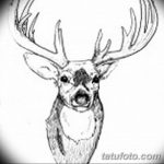 эскиз тату олень 23.02.2019 №111 - sketch tattoo deer - tatufoto.com