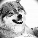 тату волка эскизы мужские 09.03.2019 №043 - tattoo sketches - tatufoto.com