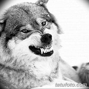 Черно-белый эскиз татуировки волка, выполненный в реалистичном стиле. Акцент сделан на выразительных глазах волка.