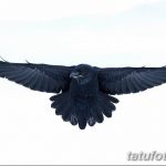 тату эскизы мужские ворон 09.03.2019 №027 - tattoo sketches - tatufoto.com