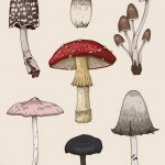 фото рисунка тату гриб 27.03.2019 №267 - tattoo mushroom - tatufoto.com