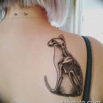 Фото тату: изящная татуировка кота-скелета на лопатке. Черно-белый рисунок с тонкими линиями и детальной проработкой.