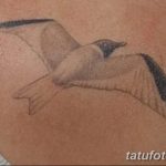 фото тату чайка 06.03.2019 №125 - photo tattoo seagull - tatufoto.com