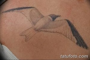 Фото тату простой черно-серой чайки в полете на плече. Минималистичный рисунок, выполненный в технике контура.