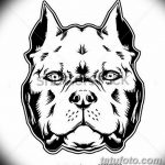 черно белый эскиз тату рисункок пит буль 11.03.2019 №041 - tattoo sketch - tatufoto.com