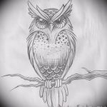 эскизы тату сова мужские 09.03.2019 №049 - tattoo sketches - tatufoto.com