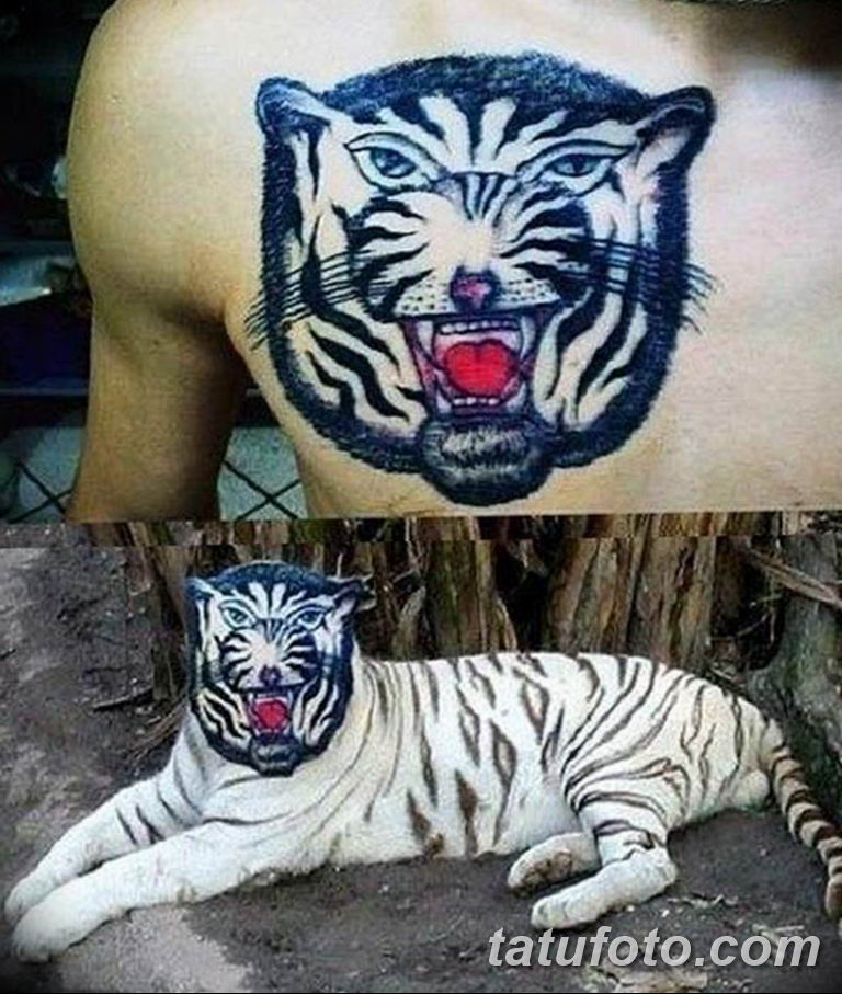 Тигр тату неудачное