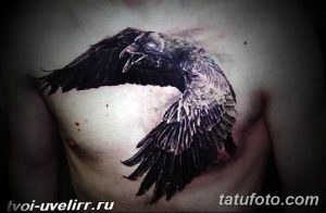 Фото тату черного ворона на груди мужчины. Детализированные крылья, реалистичный стиль, татуировка на теле.