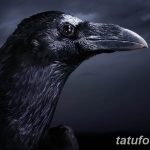Фото тату черный ворон 15.04.2019 №136 - ideas black raven tattoo - tatufoto.com