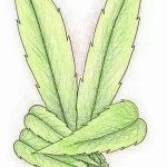 фото эскизы тату марихуана (конопля) 27.04.2019 №033 - tattoo marijuana - tatufoto.com