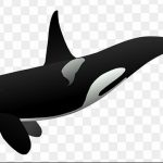 Эскиз для тату касатка 31.05.2019 №009 - sketch tattoo killer whale - tatufoto.com