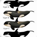 Эскиз для тату касатка 31.05.2019 №016 - sketch tattoo killer whale - tatufoto.com