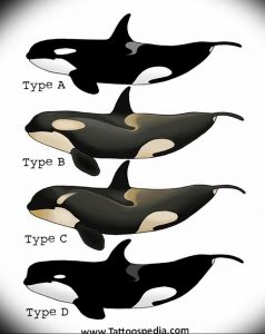 Коллаж из четырех эскизов косаток разных типов (A, B, C, D). Идеально для тех, кто хочет уникальную татуировку.