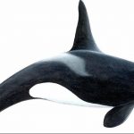 Эскиз для тату касатка 31.05.2019 №018 - sketch tattoo killer whale - tatufoto.com