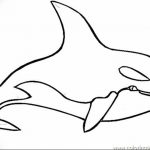 Эскиз для тату касатка 31.05.2019 №022 - sketch tattoo killer whale - tatufoto.com