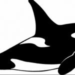 Эскиз для тату касатка 31.05.2019 №024 - sketch tattoo killer whale - tatufoto.com