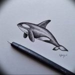 Эскиз для тату касатка 31.05.2019 №031 - sketch tattoo killer whale - tatufoto.com