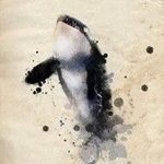 Эскиз для тату касатка 31.05.2019 №044 - sketch tattoo killer whale - tatufoto.com