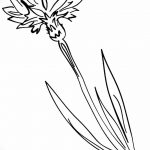 Эскиз для тату цветок василек 31.05.2019 №002 - Sketch tattoo cornflower - tatufoto.com