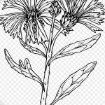 Эскиз для тату цветок василек 31.05.2019 №007 - Sketch tattoo cornflower - tatufoto.com