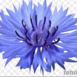 Эскиз для тату цветок василек 31.05.2019 №010 - Sketch tattoo cornflower - tatufoto.com