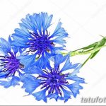 Эскиз для тату цветок василек 31.05.2019 №011 - Sketch tattoo cornflower - tatufoto.com