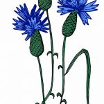 Эскиз для тату цветок василек 31.05.2019 №015 - Sketch tattoo cornflower - tatufoto.com
