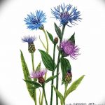 Эскиз для тату цветок василек 31.05.2019 №022 - Sketch tattoo cornflower - tatufoto.com