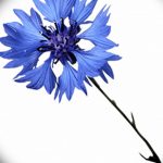Эскиз для тату цветок василек 31.05.2019 №026 - Sketch tattoo cornflower - tatufoto.com