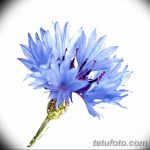 Эскиз для тату цветок василек 31.05.2019 №027 - Sketch tattoo cornflower - tatufoto.com