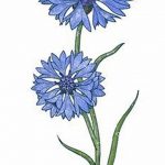 Эскиз для тату цветок василек 31.05.2019 №030 - Sketch tattoo cornflower - tatufoto.com