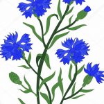 Эскиз для тату цветок василек 31.05.2019 №032 - Sketch tattoo cornflower - tatufoto.com