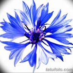 Эскиз для тату цветок василек 31.05.2019 №035 - Sketch tattoo cornflower - tatufoto.com