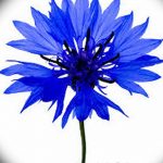 Эскиз для тату цветок василек 31.05.2019 №036 - Sketch tattoo cornflower - tatufoto.com