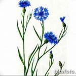Эскиз для тату цветок василек 31.05.2019 №044 - Sketch tattoo cornflower - tatufoto.com
