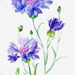 Эскиз для тату цветок василек 31.05.2019 №048 - Sketch tattoo cornflower - tatufoto.com