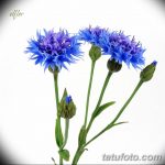 Эскиз для тату цветок василек 31.05.2019 №049 - Sketch tattoo cornflower - tatufoto.com