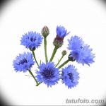 Эскиз для тату цветок василек 31.05.2019 №063 - Sketch tattoo cornflower - tatufoto.com