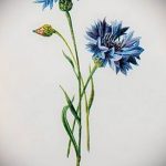 Эскиз для тату цветок василек 31.05.2019 №065 - Sketch tattoo cornflower - tatufoto.com