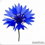 Эскиз для тату цветок василек 31.05.2019 №073 - Sketch tattoo cornflower - tatufoto.com