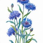 Эскиз для тату цветок василек 31.05.2019 №081 - Sketch tattoo cornflower - tatufoto.com