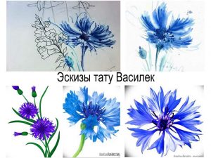 Фото тату эскизы васильков в акварельной технике. Нежные голубые цветы на белом фоне, различные стадии расцвета.