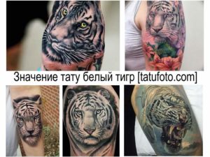 Коллаж из фотографий татуировок белого тигра в различных стилях и размерах.