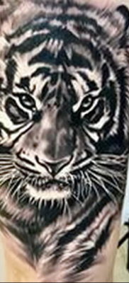 Фото тату белый тигр 28.07.2019 №006 — white tiger tattoo — tatufoto.com