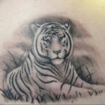 Фото тату белый тигр 28.07.2019 №011 - white tiger tattoo - tatufoto.com