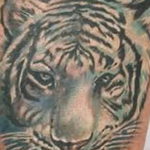 Фото тату белый тигр 28.07.2019 №033 - white tiger tattoo - tatufoto.com