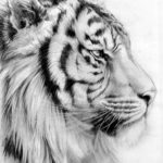 Фото тату белый тигр 28.07.2019 №041 - white tiger tattoo - tatufoto.com