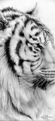 Фото тату белый тигр 28.07.2019 №041 — white tiger tattoo — tatufoto.com